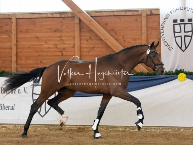 ZfdP Körung Samstag 6