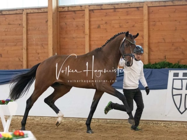 ZfdP Körung Samstag 7