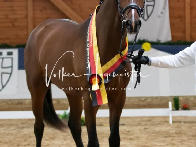 ZfdP Körung Samstag 8