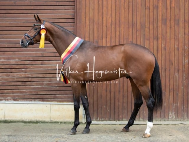 ZfdP Körung Samstag 9