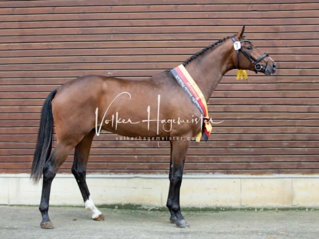 ZfdP Körung Samstag 10