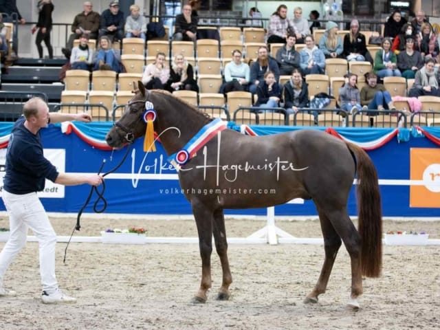 Impressionen PSB Körung Samstag 13