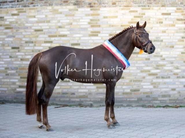 Impressionen PSB Körung Samstag 14