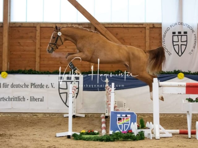 ZfdP Körung Samstag 27