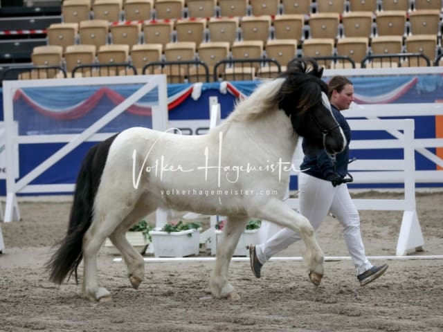 Impressionen PSK Körung Freitag 24