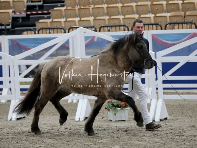 Impressionen PSK Körung Freitag 25