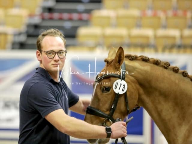 Impressionen PSK Körung Freitag 2