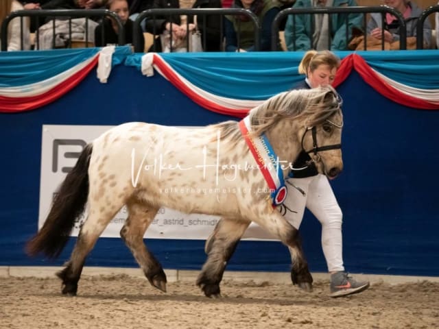 Impressionen PSK Körung Sonntag 8