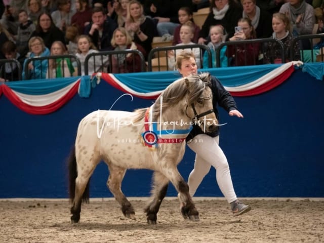 Impressionen PSK Körung Sonntag 9