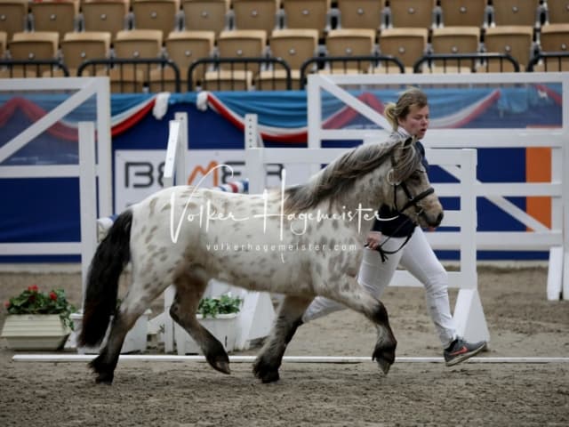 Impressionen PSK Körung Freitag 4