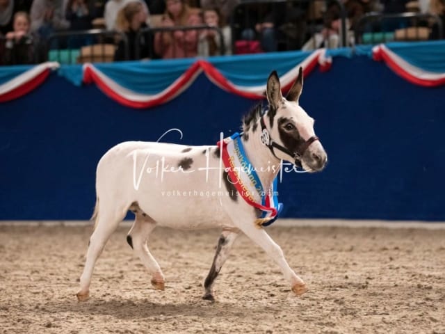 Impressionen PSK Körung Sonntag 10