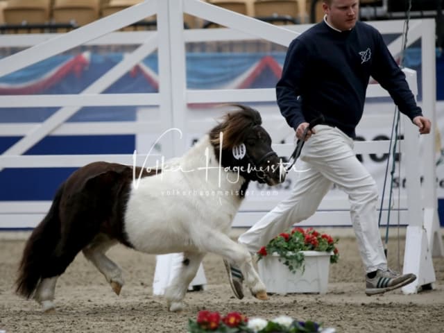 Impressionen PSK Körung Freitag 5