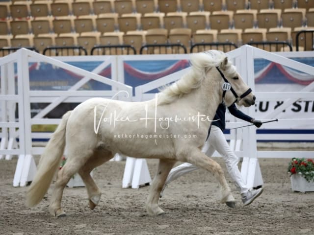 Impressionen PSK Körung Freitag 7