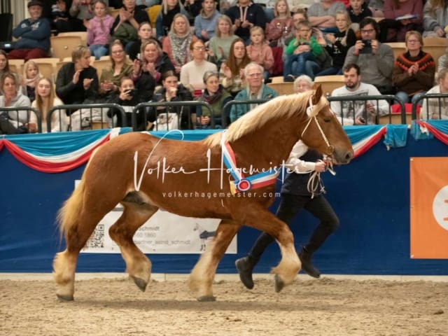 Impressionen PSK Körung Sonntag 12