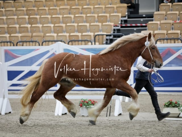 Impressionen PSK Körung Freitag 8