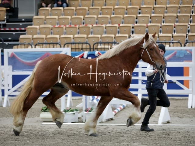Impressionen PSK Körung Freitag 9