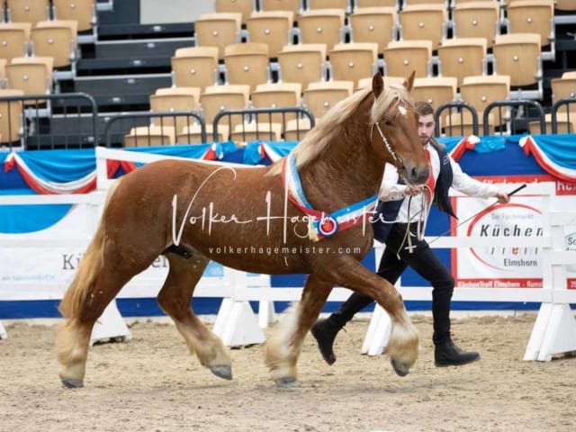 Impressionen PSB Körung Samstag 26
