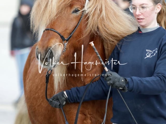Impressionen PSK Körung Freitag 10
