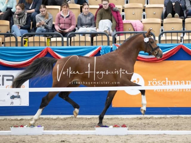 Impressionen PSB Körung Samstag 5