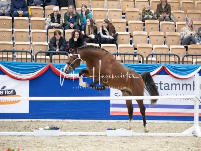 Impressionen PSB Körung Samstag 6