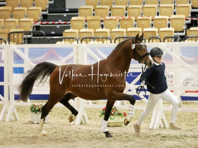 Impressionen PSK Körung Freitag 11