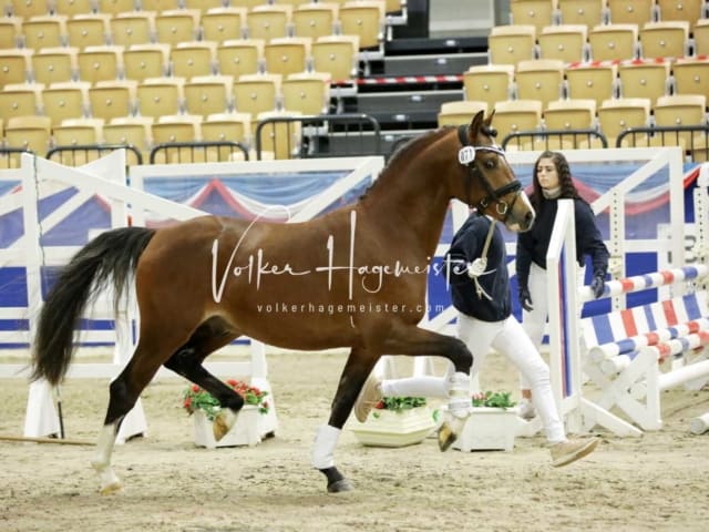 Impressionen PSK Körung Freitag 12