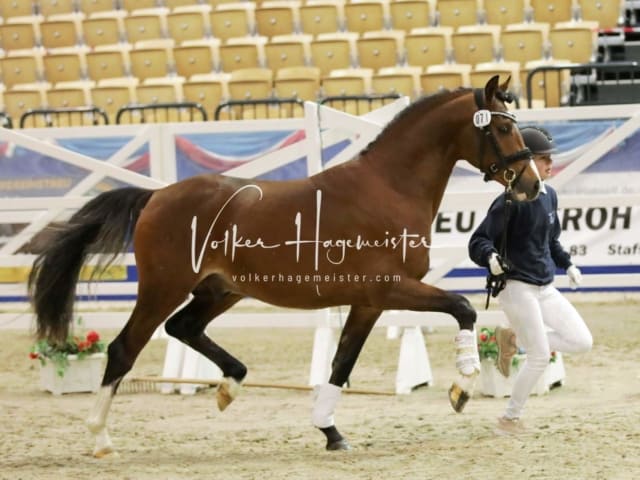 Impressionen PSK Körung Freitag 14