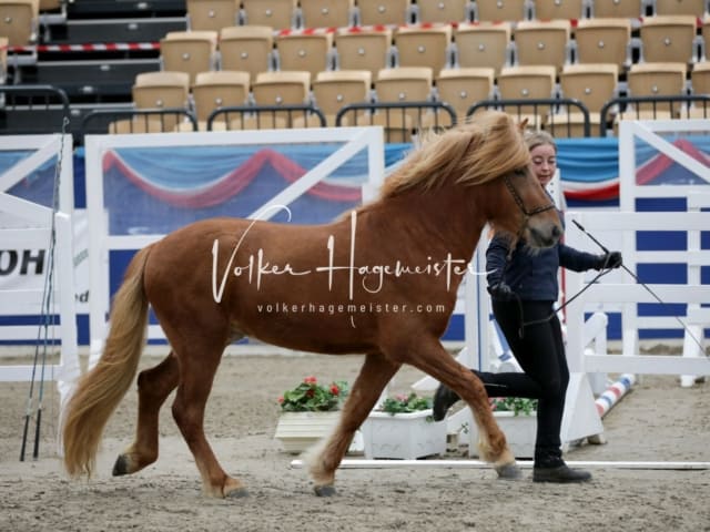 Impressionen PSK Körung Freitag 15