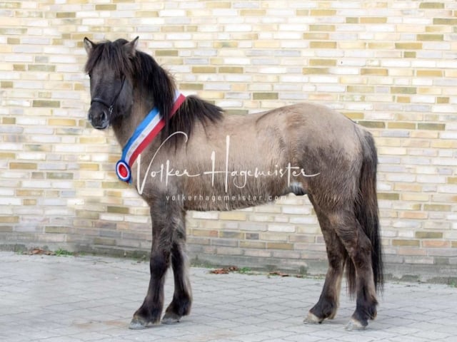 Impressionen PSB Körung Samstag 12