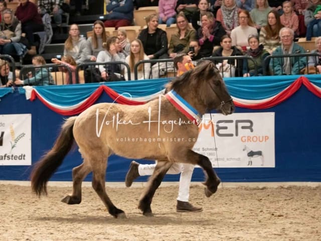 Impressionen PSK Körung Sonntag 13
