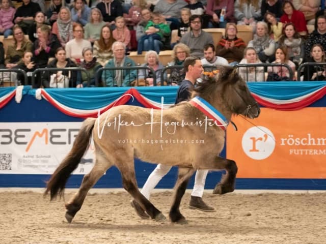 Impressionen PSK Körung Sonntag 14