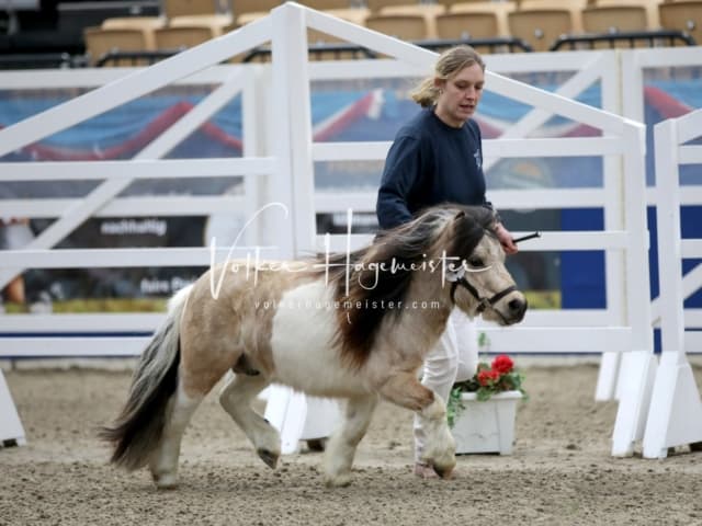 Impressionen PSK Körung Freitag 17