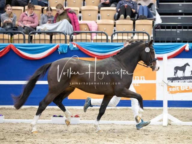 Impressionen PSB Körung Samstag 17