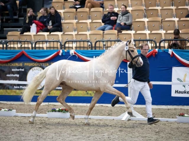 Impressionen PSB Körung Samstag 18