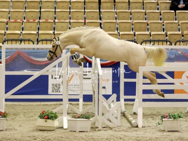 Impressionen PSK Körung Freitag 18