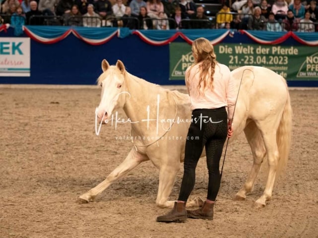 Impressionen PSK Körung Sonntag 15