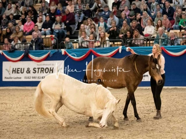 Impressionen PSK Körung Sonntag 16