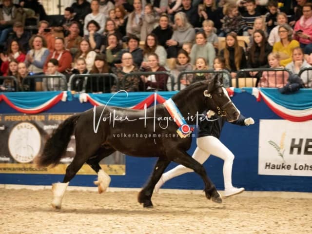 Impressionen PSK Körung Sonntag 17