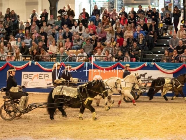 Impressionen PSK Körung Sonntag 18