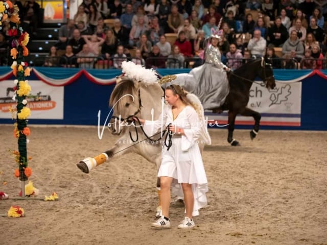 Impressionen PSK Körung Sonntag 19