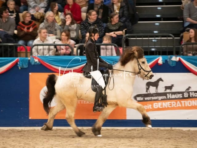 Impressionen PSK Körung Sonntag 21