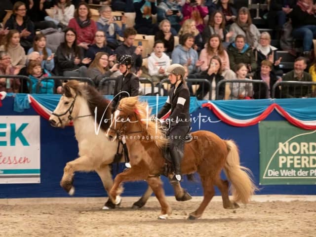 Impressionen PSK Körung Sonntag 22