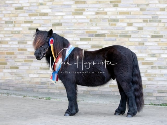 Impressionen PSK Körung Sonntag 27