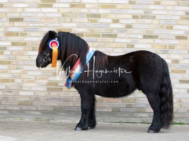 Impressionen PSK Körung Sonntag 28