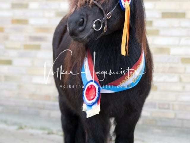 Impressionen PSK Körung Sonntag 29