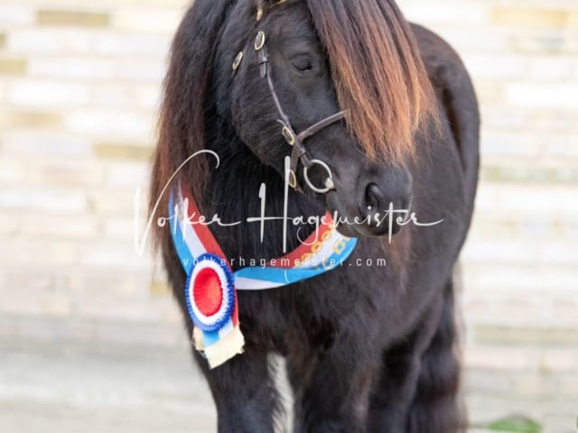 Impressionen PSK Körung Sonntag 30