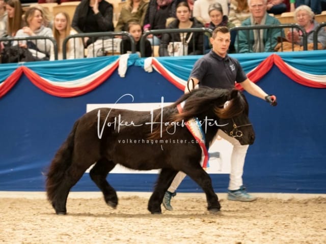 Impressionen PSK Körung Sonntag 1