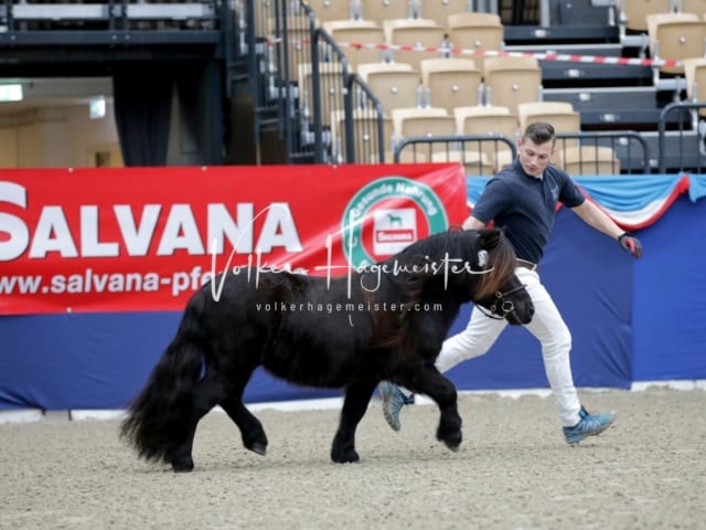 Impressionen PSK Körung Freitag 19