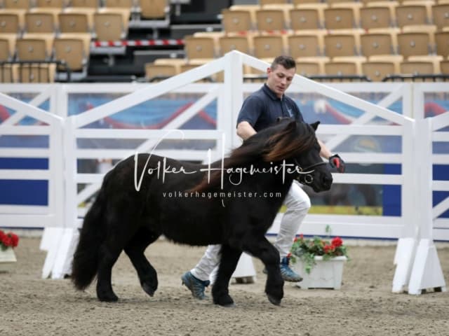 Impressionen PSK Körung Freitag 20