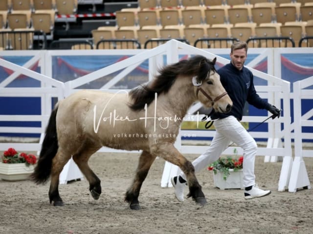 Impressionen PSK Körung Freitag 21